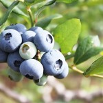 blueberry_berry
