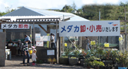 メダカ