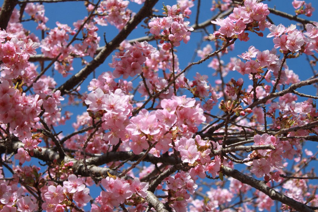 河津桜 咲いています。   希望の丘農園